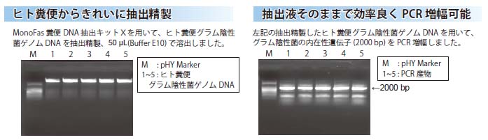 ヒト糞便からきれいに抽出精製、抽出液そのままで効率良くPCR増幅可能説明